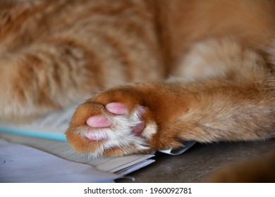 Close-up of fluffy paw of red tabby cat with cute pink toe pads and long white fur between. Ginger cat sleeping - Powered by Shutterstock