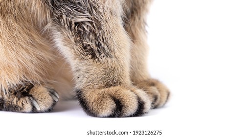 猫の手 の画像 写真素材 ベクター画像 Shutterstock