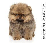 Close-up of a fluffy Pomeranian Spitz puppy sitting and posing on a white background, showcasing its cute and tiny appearance.