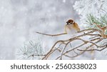 Closeup fluffy sparrow bird rests on snow-covered pine Branches surrounded by serene winter scene, small wild bird. Light gray snowy blur background, tranquil wintertime banner, side view, copyspace