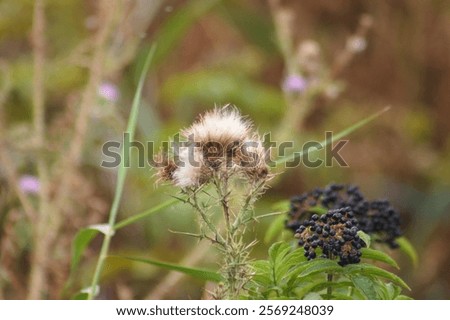 Similar – Foto Bild Nahaufnahme einer stacheligen pflaumenlosen Distelblüte mit grünem unscharfem Hintergrund