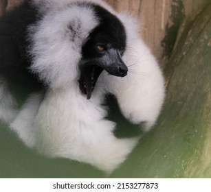 A closeup of the flurry Black-and-white ruffed lemur animal
