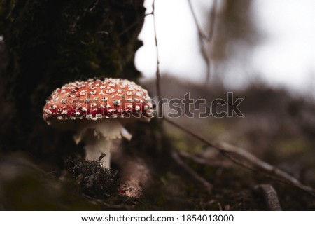 Similar – Image, Stock Photo Fly agaric on the forest path