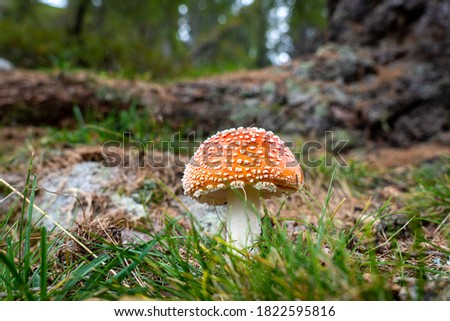 Similar – Foto Bild Fliegenpilz Natur Pflanze