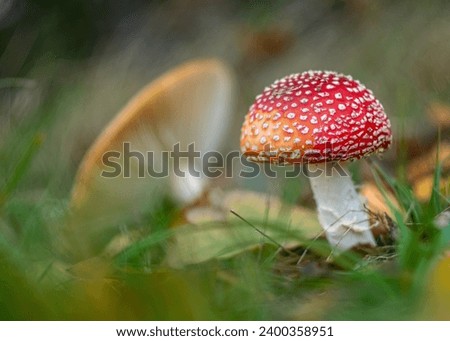 Similar – Foto Bild Roter Pilz auf dem Feld