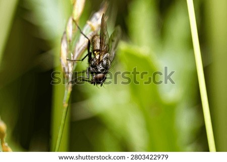 A close-up of a Fly sitting upside down on a plant