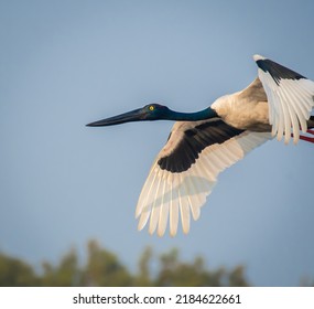 Close-up Of Flying Black Necked Stork