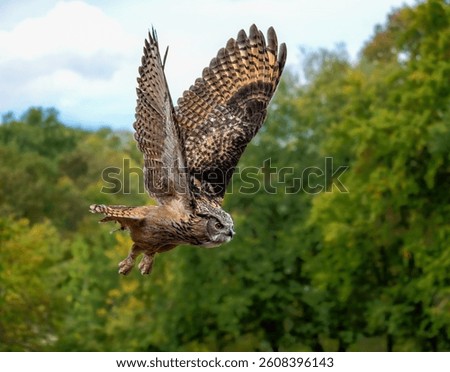 Closeup of a flying Eurasian eagle-owl
