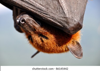 11,096 Flying Foxes Images, Stock Photos & Vectors | Shutterstock