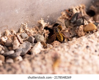 Close-up flying wasp. Wasps approaching their nest. The entrance is between stones. Insects in nature. 