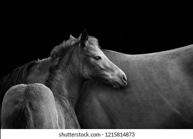 Close-up of a foal and mare isolated on black background. Two horses with copy space, black and white animal wallpaper. - Shutterstock ID 1215814873