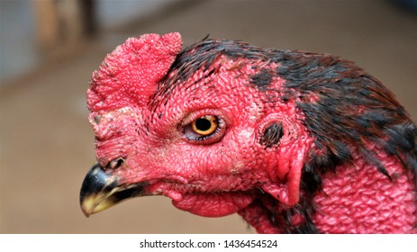 Chicken Eye Close Images Stock Photos Vectors Shutterstock