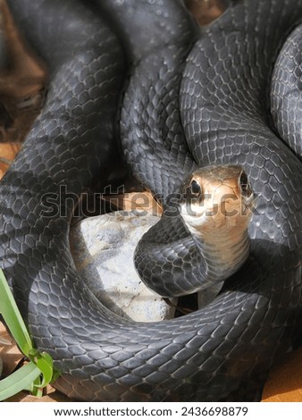 A Close-up Focus Stacked Image of a Eastern Black Racer Sunning Itself in the Springtime