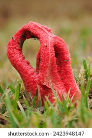 A Close-up Focus Stacked Image of a Red Stinkhorn Mushroom Growing in a Florida Lawn
