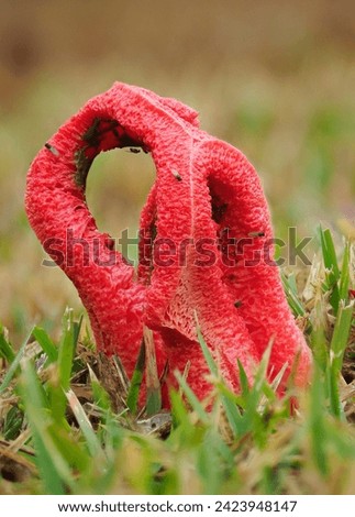 A Close-up Focus Stacked Image of a Red Stinkhorn Mushroom Growing in a Florida Lawn