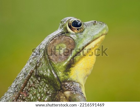 Similar – Image, Stock Photo Close-up of a frog against a night sky background with visible stars and soft glowing horizon