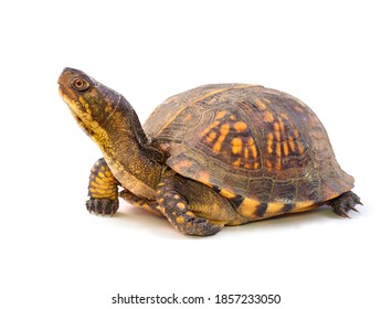 29,795 Turtle Head Shell Images, Stock Photos & Vectors | Shutterstock