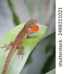 A Close-up Focus-Stacked Image of  a Male Brown Anole Perched on a Bromeliad with It