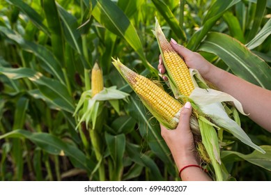 Closeup of food corn on green field, sunny outdoor background - Shutterstock ID 699403207