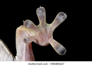 Closeup the foot of the tokay gecko. - Powered by Shutterstock