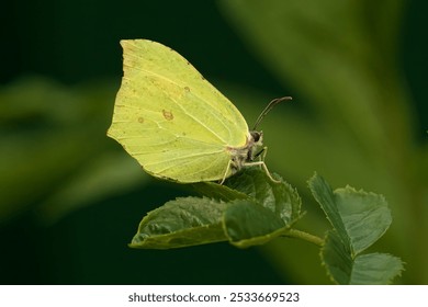 A close-up footage of a Brimstone butterfly perched on a green leaf against blur background - Powered by Shutterstock