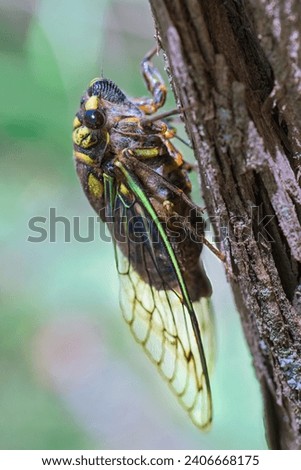 close-up footage of an insect of the cicadidae species commonly known as cicadas, cicadas, coyuyos, coyoyos, chiquilichis, tococos, cocoras or buds on a branch.