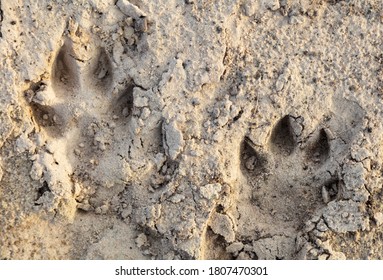 153 Animal broken paw print Images, Stock Photos & Vectors | Shutterstock