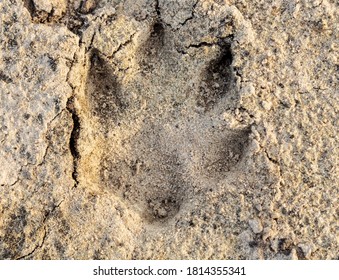 153 Animal Broken Paw Print Images, Stock Photos & Vectors 