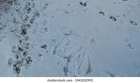 雪 犬 足跡 の画像 写真素材 ベクター画像 Shutterstock