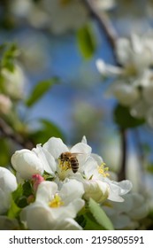 Closeup Of A Foraging Bee On A Flower.