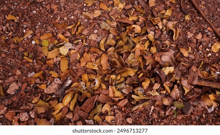 Close-up of a forest floor covered with dry, fallen leaves and pebbles, showcasing the texture and natural decay, perfect for themes related to autumn, nature, and the forest ecosystem - Powered by Shutterstock