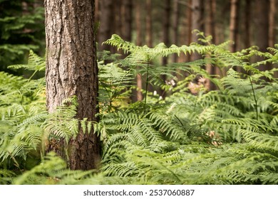 A close-up forest scene with a pine tree trunk surrounded by lush green ferns. The soft background shows blurred tree trunks, adding depth. Natural light highlights the serene atmosphere - Powered by Shutterstock