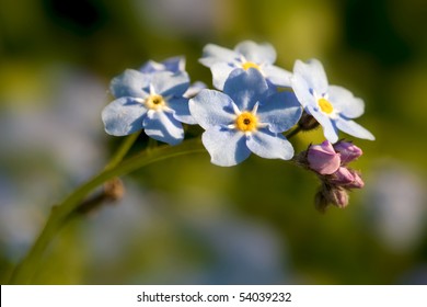 Closeup of Forget-me-nots in the garden