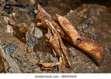 Closeup Of Fossil Bones Of Ursus Spelaeus (cave Bear) From The Last Glacial Period