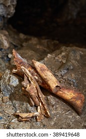 Closeup Of Fossil Bones Of Ursus Spelaeus (cave Bear) From The Last Glacial Period