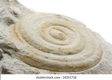 A close-up of a fossil surrounded by rock with a white background