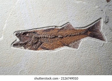 closeup of a fossilized petrified fish dinosaur fossil remains in stone with details of the skeleton with skull and bones