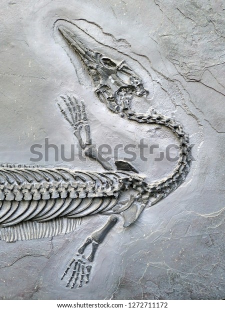 化石化した石化石ステネオサウルス恐竜の化石の接写は 頭蓋骨と骨の詳細を持つ暗黒の石に残る の写真素材 今すぐ編集