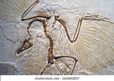 archaeopteryx transitional fossil