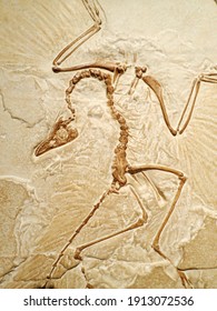 archaeopteryx transitional fossil