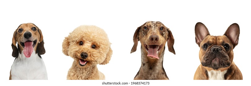 Close-up four cute dogs different breeds posing isolated over white studio background. Concept of motion, action, pets love, animal life. Look happy, delighted. Copyspace for ad, flyer. Collage. - Shutterstock ID 1968374173