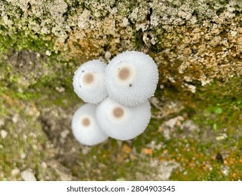 Close-up of four small round white mushrooms with textured caps and brown centers growing on a mossy, rocky surface.