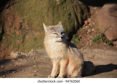 closeup of a fox