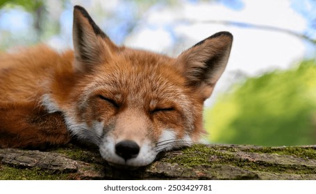 A close-up of a fox curled up sleeping on a log in a forest. - Powered by Shutterstock