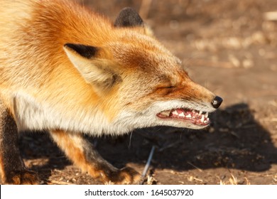 
Close-up Fox Face While Eating.