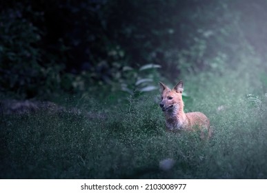 A Closeup Of A Fox Looking Straight Forward Standing In A Green Dark Forest