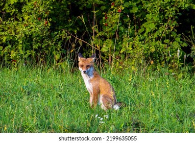 A close-up of a fox standing in the grass