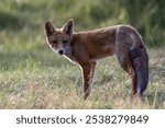 close-up of a fox standing in the grass with a blurry background