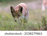 close-up of a fox walking straight at me in the grass with a blu