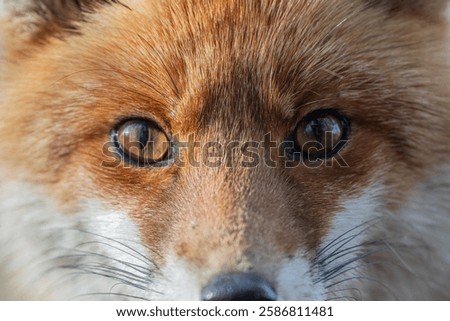 Close-up of a fox's face from the front